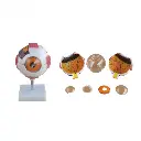 b2-01-29-560 1 (2).webp