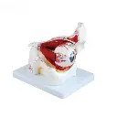 b2-01-29-560 2 (2).webp