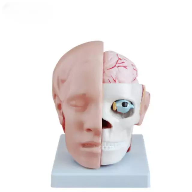 b2-01-29-562 1 (2).webp