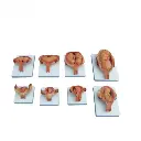 b2-01-29-605.1 (2).webp