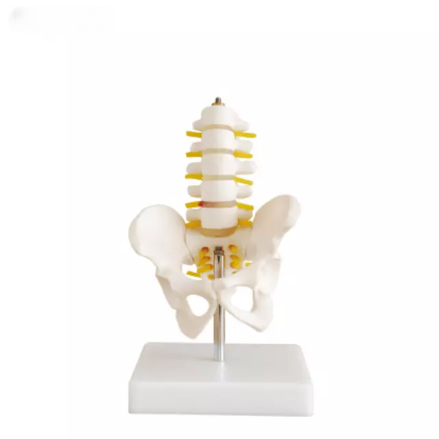 Serie vertebras lumbares