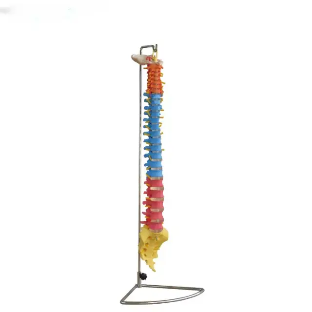 Modelo de columna vertebral tamano real