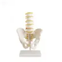 Serie vertebras lumbares