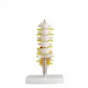 Vertebras lumbares con sacro, coccix y hernia de disco,