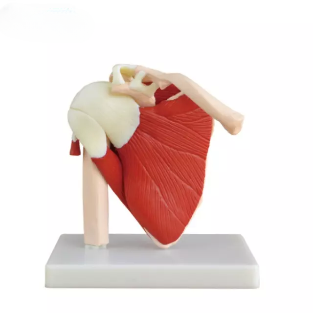 Articulacion de hombro