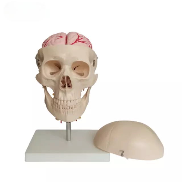 Craneo con 8 partes de cerebro y columna cervical.