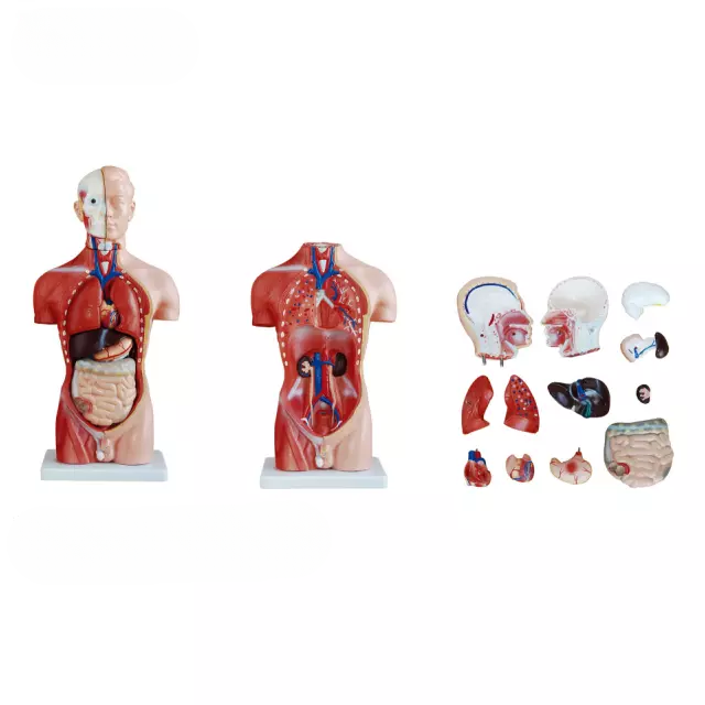 Torso masculino femenino 15 partes 13 partes