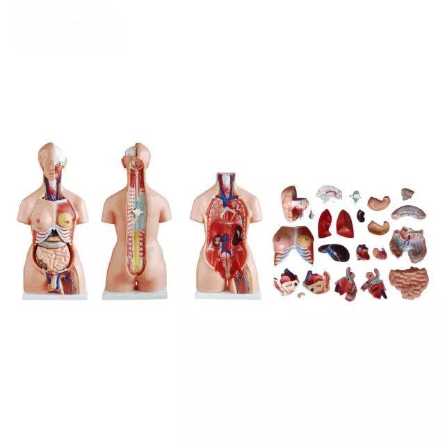 Torso unisex de 85 cm, 23 piezas