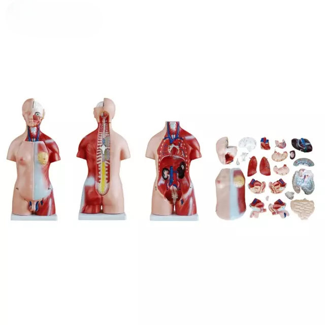 Torso unisex de 45 cm 23 piezas