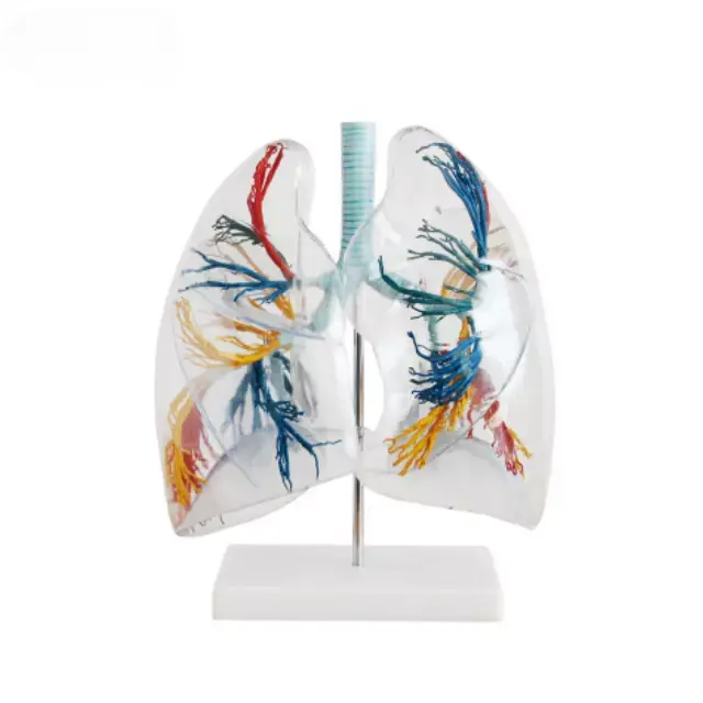 Del segmento pulmonar transparente