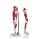 Musculo de la pierna humana (13 partes)