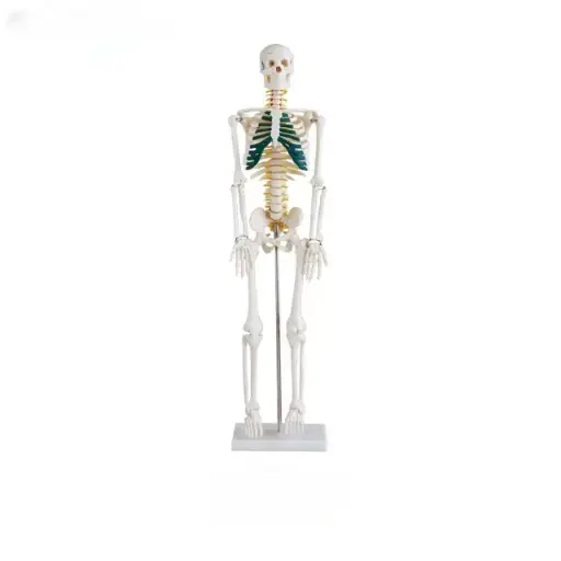 [b2-01-29-026] Esqueleto anatomico de 85 cm con nervios