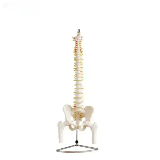 [b2-01-29-114] Modelo de columna vertebral de tamano real con pelvis y cabezas femorales