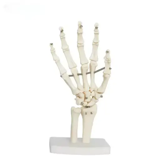 [b2-01-29-267] Modelo anatomico de articulacion de mano tamano serie real