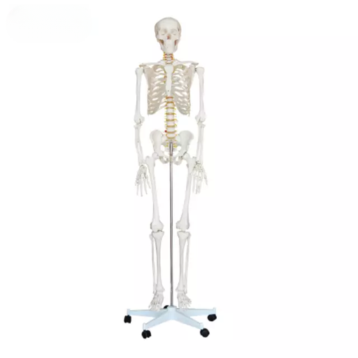 [b2-01-29-516] Esqueleto 180 cm de alto.