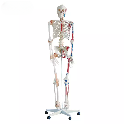 [b2-01-29-517] Esqueleto con musculos y ligamentos alto