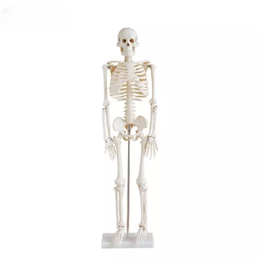 [b2-01-29-518] Esqueleto tamano real 85 cm