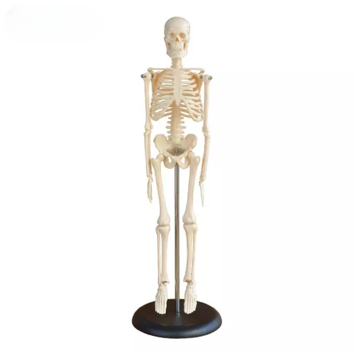 [b2-01-29-519] Miniesqueleto de 45 cm.