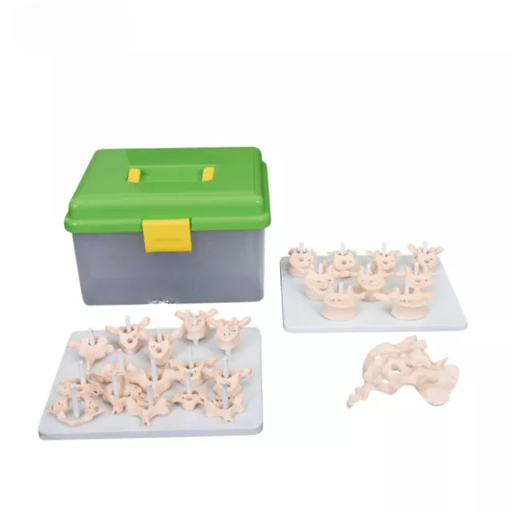 [b2-01-29-521] Columna vertebral desarticulada