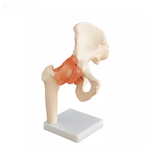 [b2-01-29-522] Articulacion de la cadera