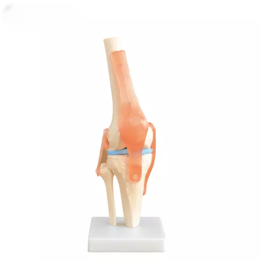 [b2-01-29-523] Articulacion de la rodilla