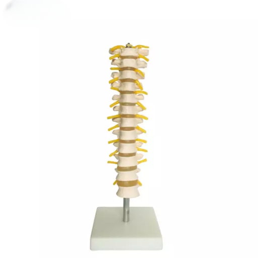 [b2-01-29-525] Columna vertebral toracica