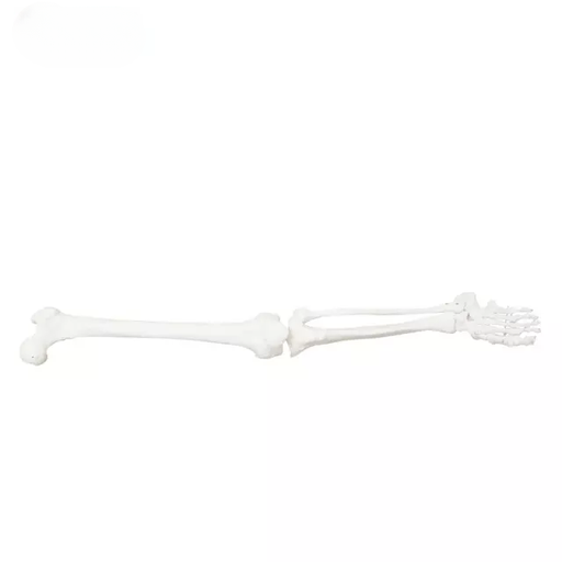 [b2-01-29-527] Extremidad inferior (en pares)