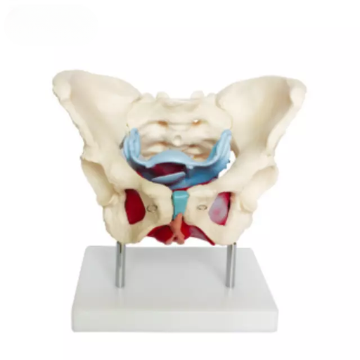 [b2-01-29-528] Musculos y organos pelvicos femeninos