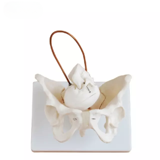 [b2-01-29-529] Demostracion de nacimiento