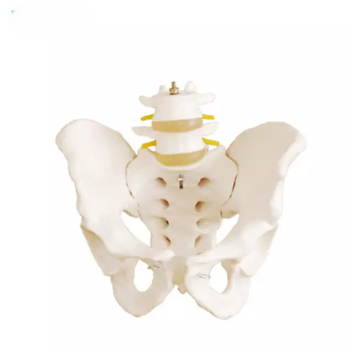 [b2-01-29-530] Pelvis con 2 vertebras lumbares