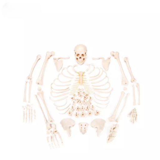 [b2-01-29-531] Esqueleto desarticulado con musculos pintados con skul