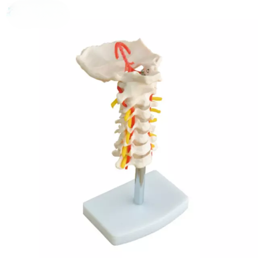 [b2-01-29-532] Columna vertebral cervical con arteria del cuello