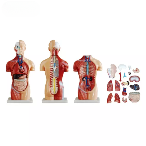 [b2-01-29-541] Torso asexuado de 42 cm, 18 partes