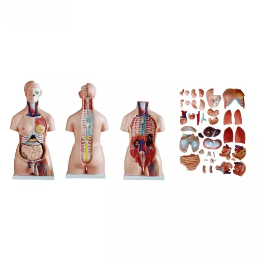 [b2-01-29-542] Torso unisex de 85 cm, 40 piezas