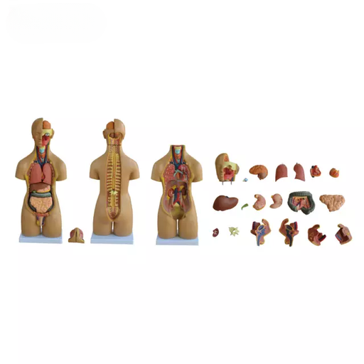 [b2-01-29-543] Torso unisex de 55 cm 20 piezas