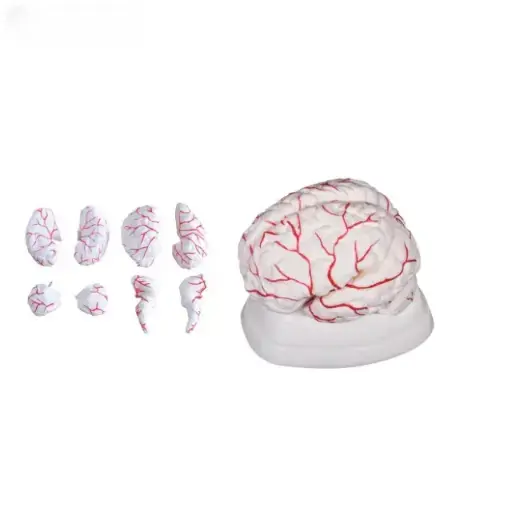 [b2-01-29-552] Cerebro con Arterias