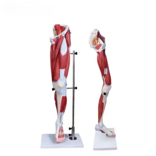 [b2-01-29-577] Musculo de la pierna humana (13 partes)