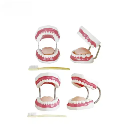 [b2-01-29-589] Modelo de cuidado dental