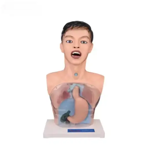 [b2-01-29-591] Modelo de Lavado Gástrico Transparente